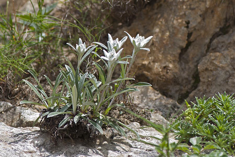 Leontopodium alpinum - Stella Alpina (del Pasubio)